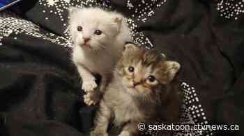 More cats find fur-ever homes amid the COVID-19 pandemic: SCAT