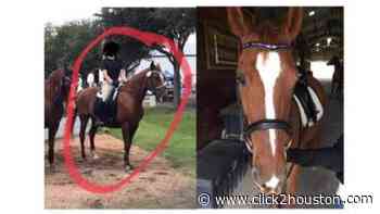 REWARD: Owners searching for stolen horse in southwest Houston - KPRC Click2Houston