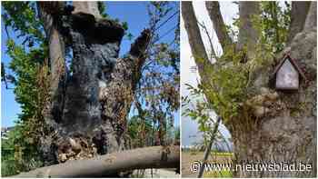 Onbekenden steken kapelletje aan boom in brand