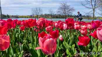 Beauty at a distance: Ottawa's tulips amaze, even online - CBC.ca