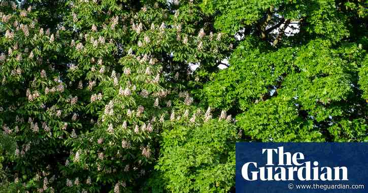 Country diary: these trees have become part of the family