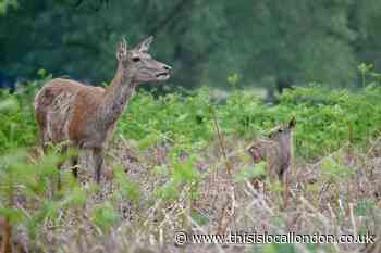 Dogs on leads compulsory until July in Richmond Park