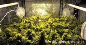 Man in his 60s cautioned after cannabis plants found in Seaham property