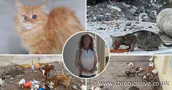 Meet the Ryton woman who is protecting cats in her adopted homeland of Oman