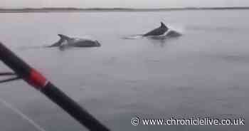 Stunning video shows playful dolphins follow boat off Northumberland coast