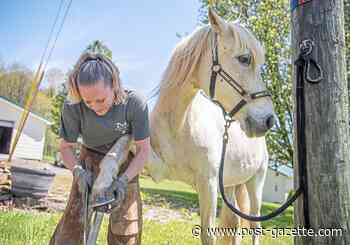 Us: Wild horses couldn’t drag her away from the life of a farrier
