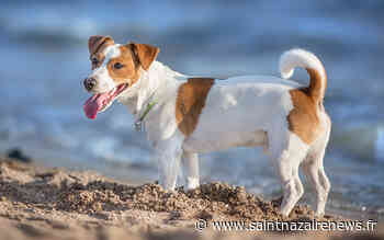 Saint-Nazaire : la ville interdit les chiens sur les plages - SaintNazaireNews.fr