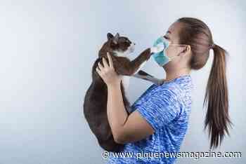 Cats can be infected with virus that causes COVID-19: Study