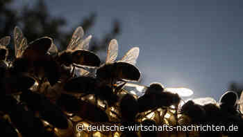 Unbekannte vernichten 45 Bienenvölker im Saarland