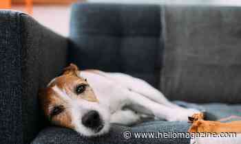 5 ways to reduce separation anxiety in dogs once lockdown is over