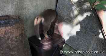 Fox gets head stuck between two walls in Bristol