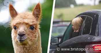 Wildlife park to launch drive-thru experience