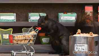 Squirrels star in Ontario couple's elaborate backyard photo shoots