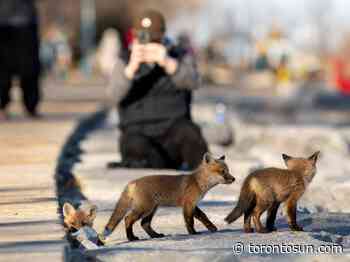 You're likely noticing wildlife more during pandemic: Wildlife centre official - Toronto Sun