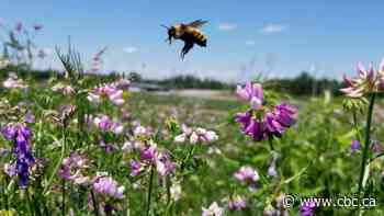 Why 'No Mow May' could be a boon for Toronto's bumble bee populations - CBC.ca