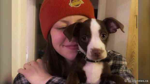 'He jumped head-first straight through the window': friends recount terrifying attack on dog