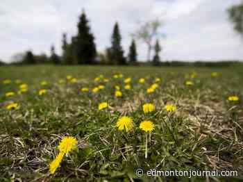 Edmonton halts iron chelate herbicide use on sports field dandelions - Edmonton Journal