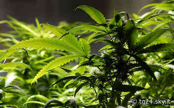 Melzo, serra in casa per coltivare marijuana: arrestati due fratelli - Sky Tg24