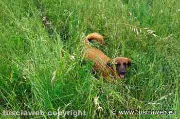 “Dog park, l'erba alta fa sparire il mio cane...” - Tuscia Web