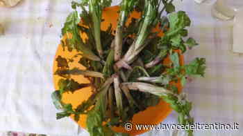 «Il radic de l'ors»: l'erba prelibata sconosciuta a gran parte dei Trentini - la VOCE del TRENTINO