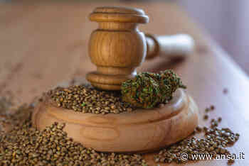 Erba legale: con il Coronavirus è boom delle vendite - Agenzia ANSA