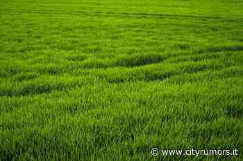 Roseto, il sindaco ricorda l'obbligo dei privati di tagliare l'erba - Cityrumors Abruzzo