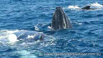 Whale freed from net off Gold Coast - Cessnock Advertiser