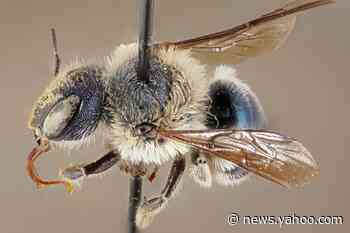 'Ultra-rare' blue bees found in Florida. It's been years since they were last seen.