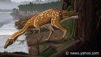 Elaphrosaur: Rare dinosaur identified in Australia