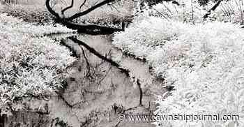 Arts briefs: Call for artists, free art supplies and dance classes, perennial plant sale - Township Journal