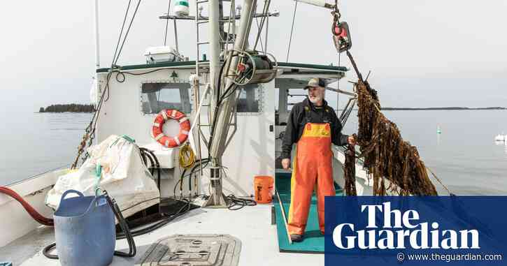 ‘I'm not a quitter’: lobstermen turn to kelp farming in the face of climate crisis