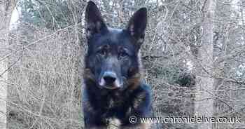 Suspected drink-driver found hiding in bush by police dog after car found off A1