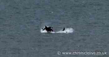 Beach-goers stunned after 'killer whales' spotted off the coast