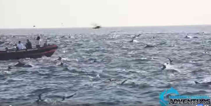 Mega pod of more than 1,000 dolphins stampede off Laguna Beach’s coast