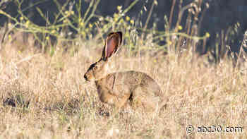 Rabbit Hemorrhagic Disease found in California for first time