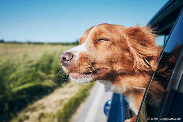 Can it be a ‘family’ vacation without the family pet?