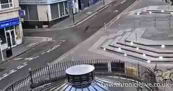 Lost deer spotted wandering the streets of Newcastle during coronavirus lockdown