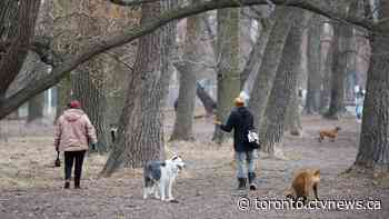 Off-leash dog parks in Toronto officially reopen today
