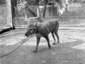 Archivists restore last known footage of Tasmanian tiger     - CNET