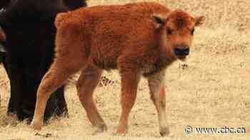 Watch baby bison join herd at Wasnuskewin Heritage Park