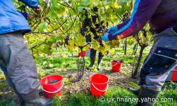 Quarantine measures may lead to shortage of fruit pickers in Britain
