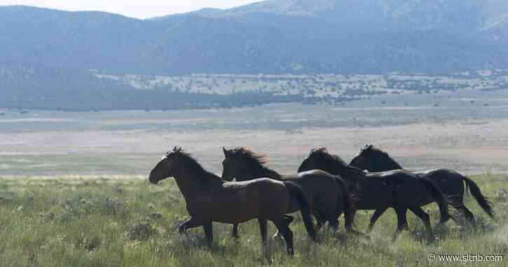 Hannah Downey: Adoption is a way forward for wild horses