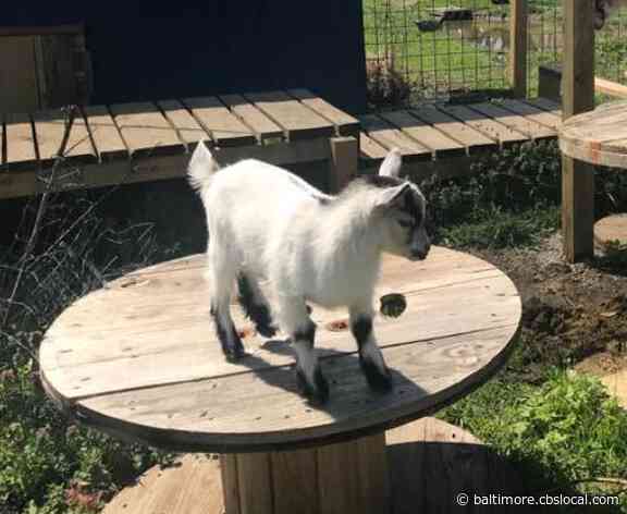 Group Says Goat Named Ed Stolen From Their Community Garden In South Baltimore