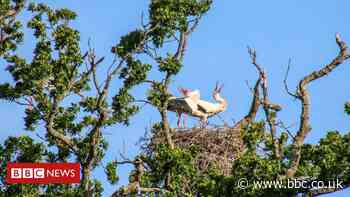First wild white stork chick 'in centuries' hatches in UK