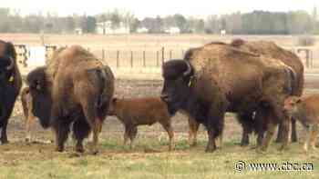 Watch baby bison join herd at Wanuskewin Heritage Park