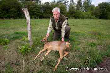 Boswachter woedend omdat honden een ree tijdens geboorte kalfje de dood injagen: ‘Verschrikkelijk’