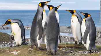 There's so much laughing gas in these penguins' poop, it made a scientist 'completely cuckoo'
