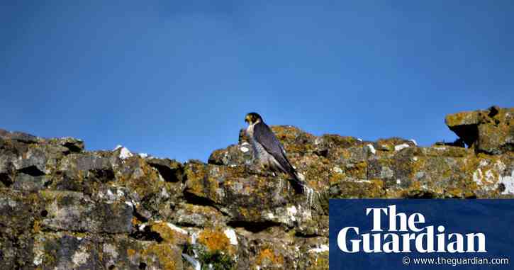 Rare UK wildlife thriving in lockdown, reveals National Trust