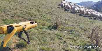See Boston Dynamics robot dog Spot herd sheep like a pro in new video     - CNET
