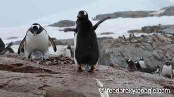 Scientists suffer headaches when penguin poop turns into laughing gas     - CNET